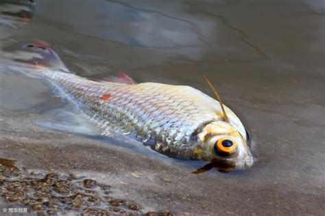 魚死掉埋葬